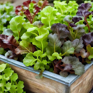 Lettuce Seeds – Mixed Greens – Gourmet Mixture Garden Seeds From Back Home Seed. Lettuce Greens Growing In Raised Garden Bed