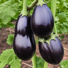 Eggplant Seeds – Black Beauty