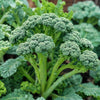 Broccoli Raab Spring Rapini Growing In Vegetable Garden