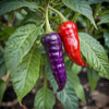 Pepper Seeds - Hot - Purple Tiger