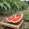 Watermelon Seeds - Picnic - Crimson Sweet Garden Seeds