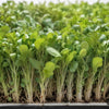 Romaine Lettuce - Cimmaron - Microgreens Seeds