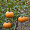 Pumpkin Seeds – Jack Be Little