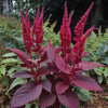 Amaranth Seeds - Midnight Red Garden Seeds - Red Amaranth Plant Growing In Garden