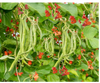 Pole Bean Seeds – Scarlet Runner Plant Growing