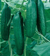 Cucumber Seeds - Tendergreen Burpless