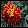 Marigold Seeds - French - Naughty Marietta Flower Seeds