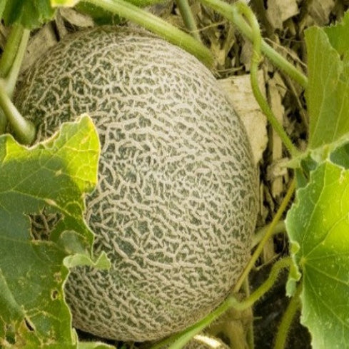 Melon – Cantaloupe – Hales Best Jumbo Cantaloupe Seeds From Back Home Seed. Cantaloupe Growing In Garden