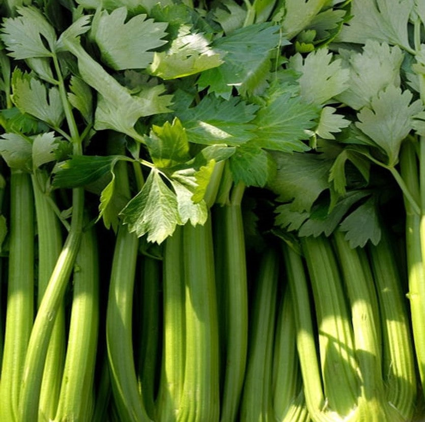 Golden Self Blanching Celery Seeds Large Harvest
