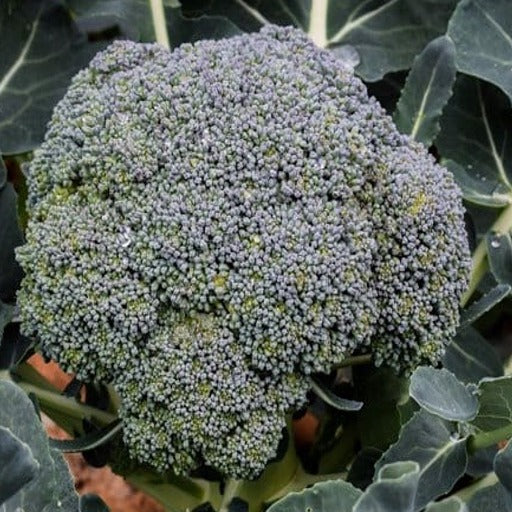 Broccoli – Waltham 29 Growing In Vegetable Garden