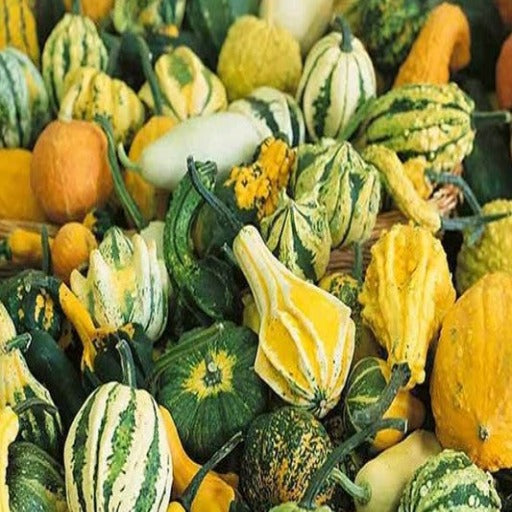 Gourd Seeds – Small Mix