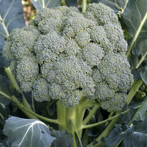 Broccoli Waltham 29 Vegetable Garden