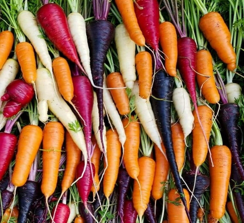 Rainbow Blend Carrot Seeds - 5 Carrot Varieties