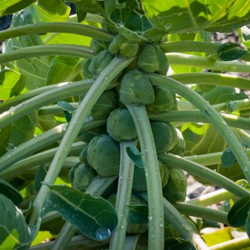 Long Island Brussels Sprouts Growing In Vegetable Garden