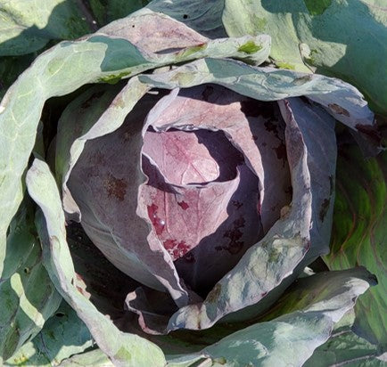 Cabbage, Red Acre Growing In Garden