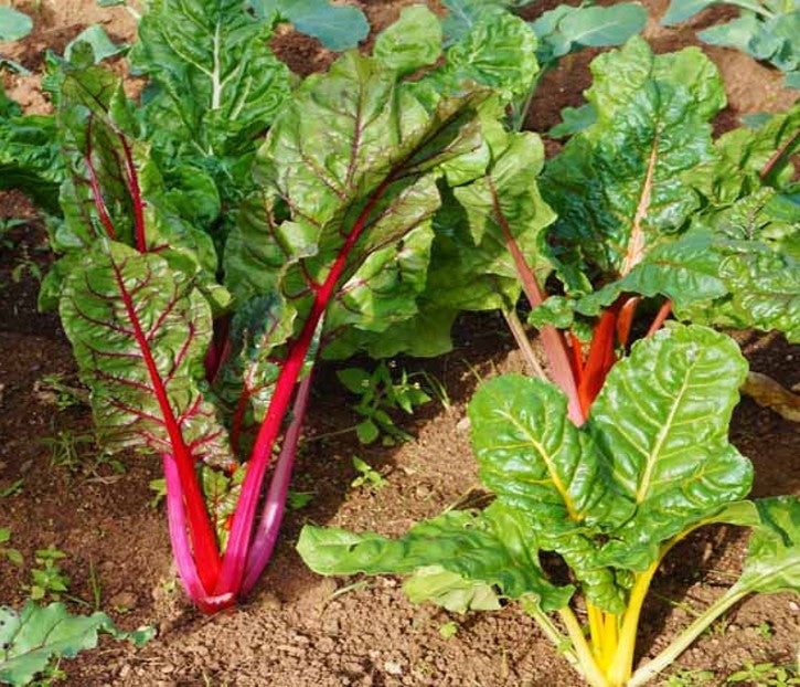 Rainbow Swiss Chard Mixture Seeds For Planting - Heirloom, non-GMO garden seeds. Plant Rainbow Swiss Chard in your home garden and enjoy  tasty and colorful stalks this season. Give your garden a burst of rainbow color that tastes as good as it's color looks! Free shipping on orders over $25.00