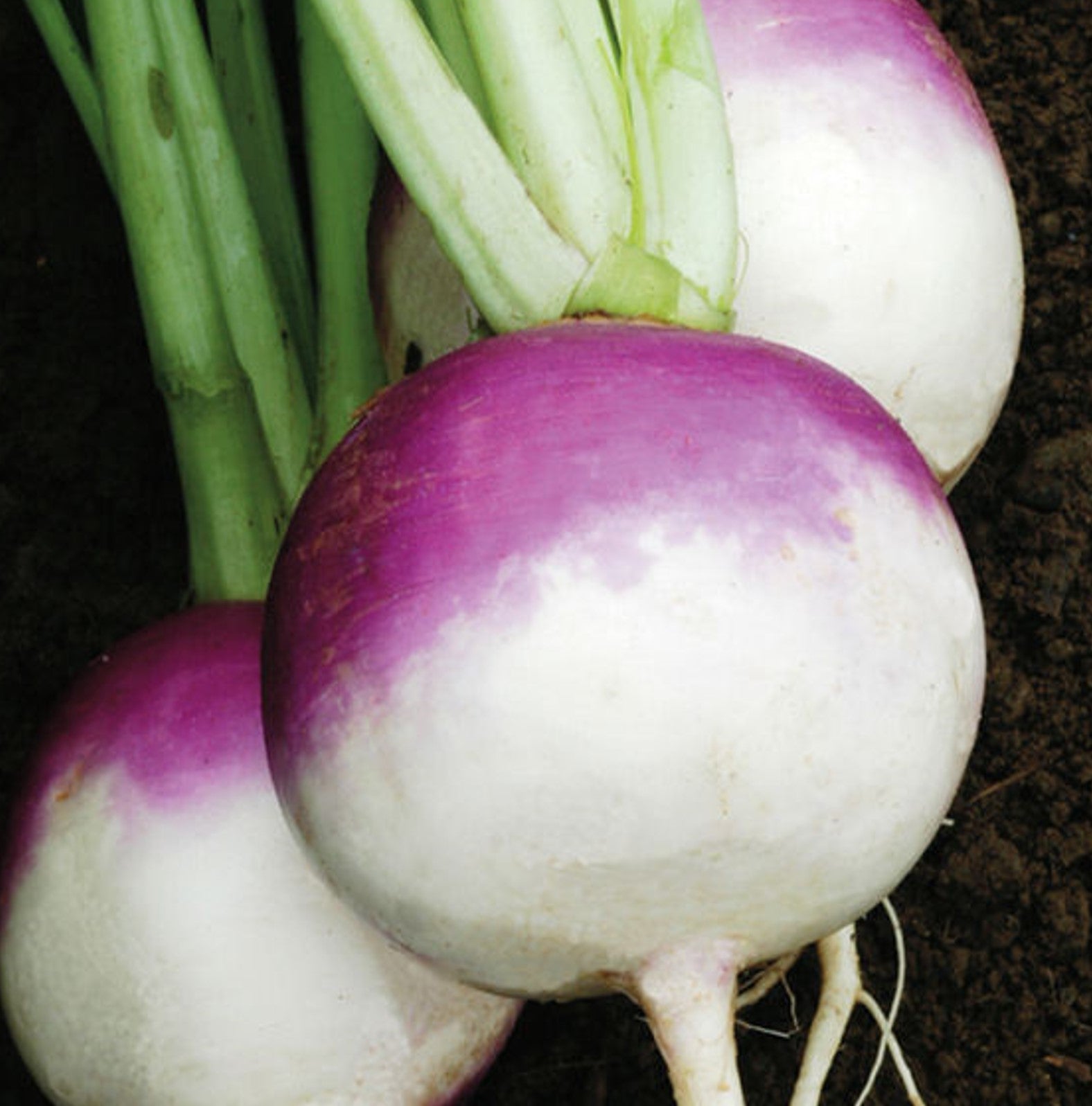 Turnip Seeds – Purple Top White Globe Growing In Vegetable Garden 