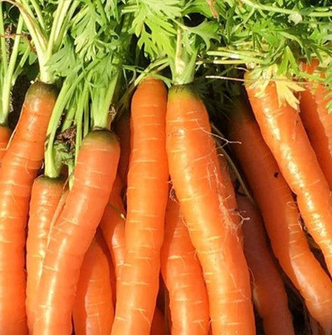 Tendersweet Carrots  Growing In Vegetable Garden