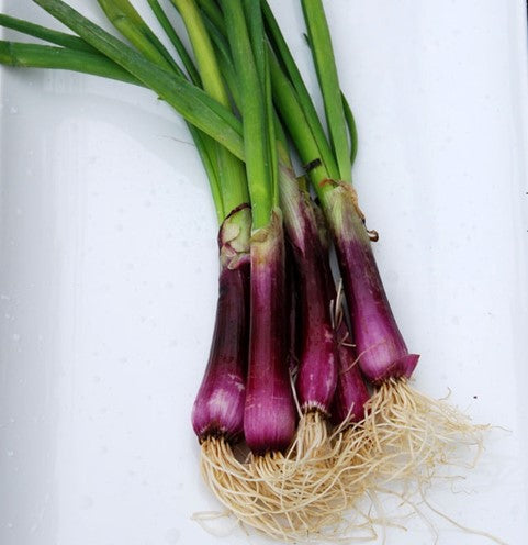Onion Seeds - Bunching - Crimson Forest