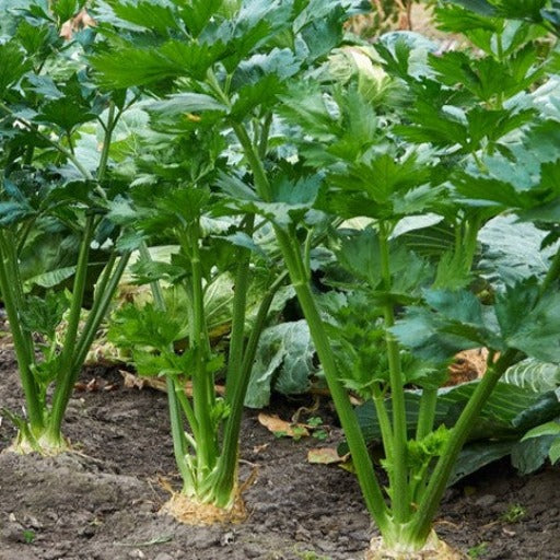 Celery Seeds – Tendercrisp