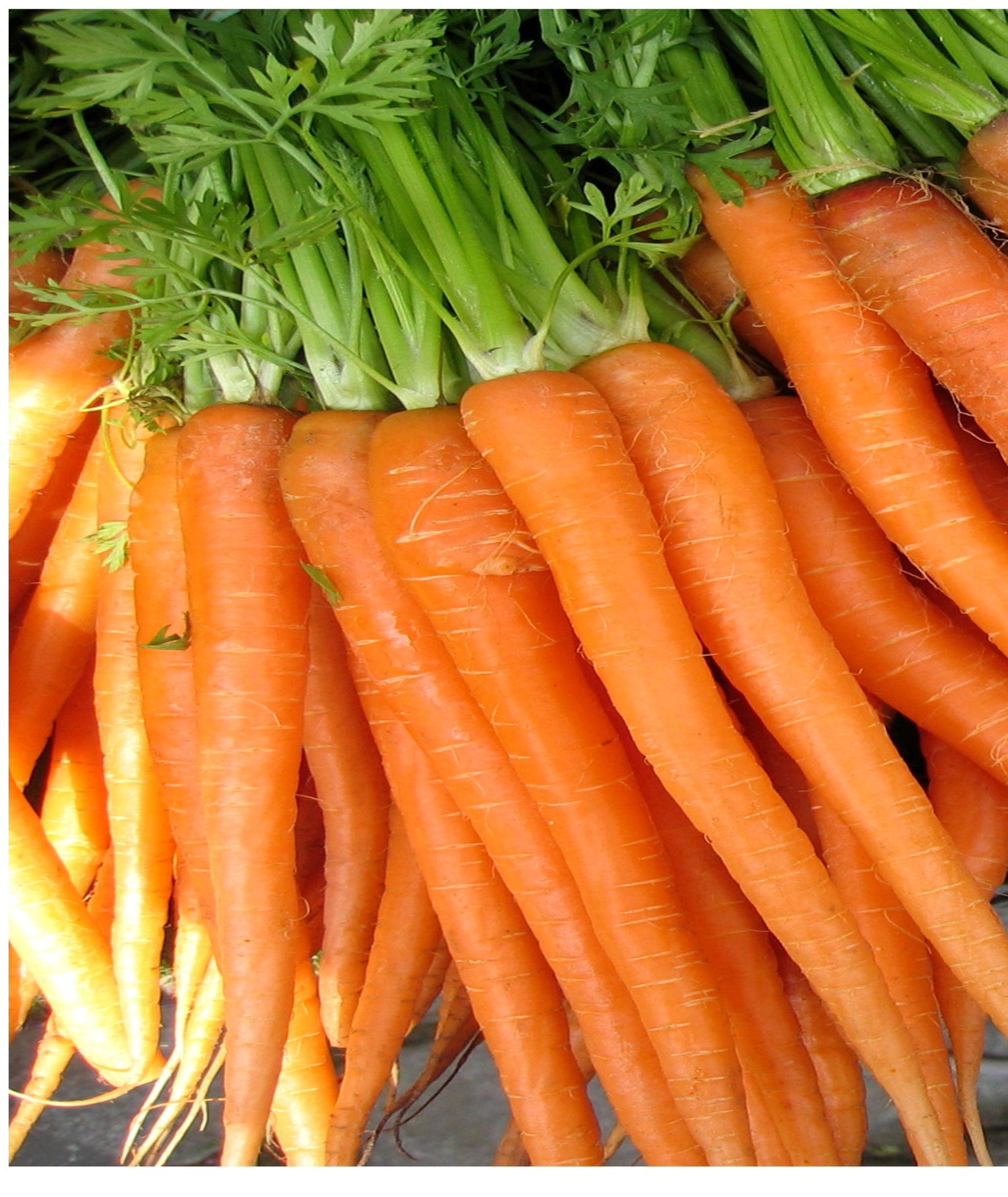 Large Harvest Tendersweet Carrots