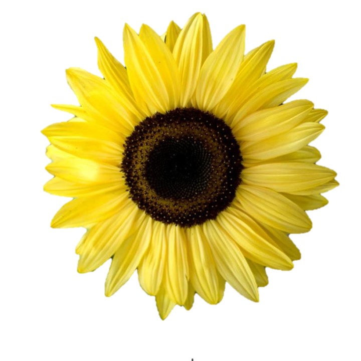 Lemon Queen Sunflower Bright Yellow Petals With Rich Chocolate Brown Center