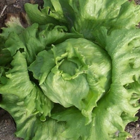 Lettuce Seeds - Coolguard Lettuce Garden Seeds From Back Home Seed. Head Of Lettuce Growing In Garden