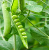 Pea Seeds - Lincoln
