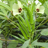 Okra Seeds – Clemson Spineless 80