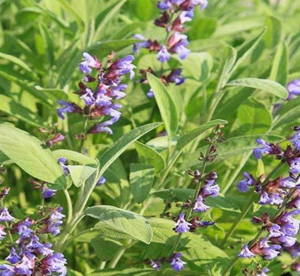 Sage Seeds - Broad Leaved Sage Culinary Herb Seeds From Back Home Seed. Sage Growing In Herb Garden With Purple Flowers