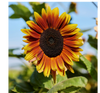 Indian Blanket Sunflower Growing In Garden 