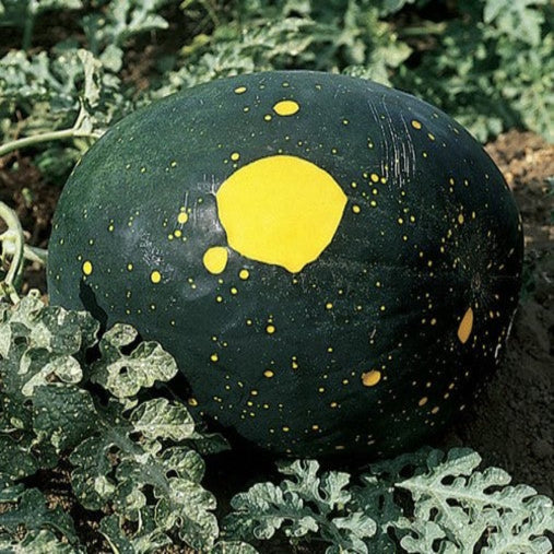 Picnic Watermelon Moon & Stars Yellow Flesh Growing In Vegetable Garden