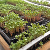 Brussel Sprouts Seeds - Long Island -  Microgreen Seeds