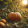 Pumpkin Seeds – Jack O Lantern