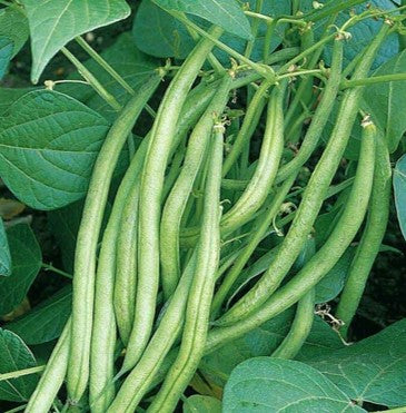 Bush Bean Seeds - Tendergreen Vegetable Plant Growing
