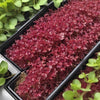Amaranth - Red Garnet - Microgreens Seeds
